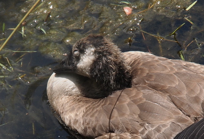 [A gosling floats on the water with its head tucked into into its back as it rests its beak on its chest as it sleeps. Its light-colored eyelid is clearly visible indicating its eyes are shut.]